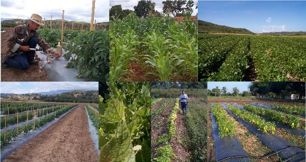 agricultura