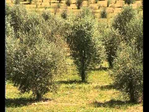 Ref: TRGR20180110001 - Consultora griega que trabaja con productores de aceituna y aceite de oliva busca soluciones avanzadas en todas las fases de producción de aceite de oliva