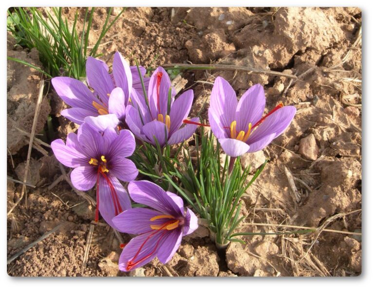 BOBG20180625001 Productor búlgaro de azafrán busca distribuidores en Francia, Italia, España, Holanda y Reino Unido