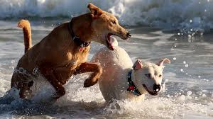 Ref. BOCA20160205001 Proveedor canadiense de suplementos para mascotas busca agentes y distribuidores