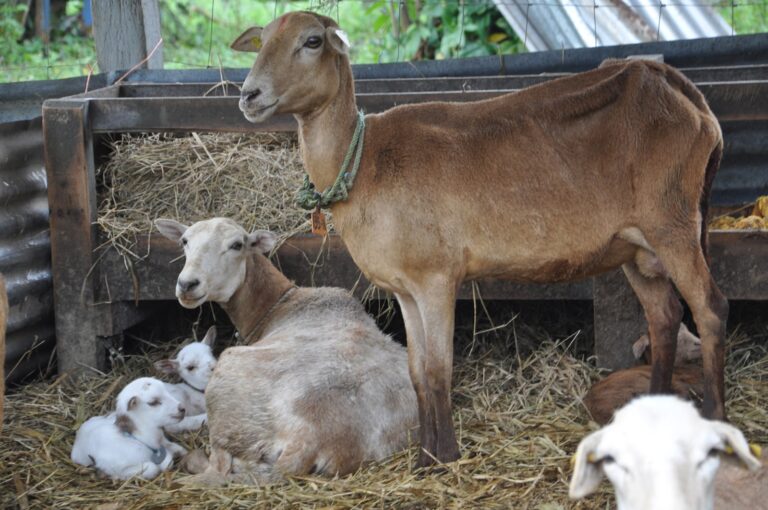 Ref: TRUK20181107001 - Start-up británica busca socios tecnológicos e investigadores para analizar el movimiento y comportamiento de los animales