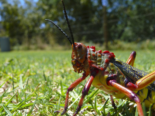Ref: TRIT20190211001 - Empresa italiana especializada en producción de harina de insectos busca socios con el fin de establecer acuerdos de investigación y desarrollo