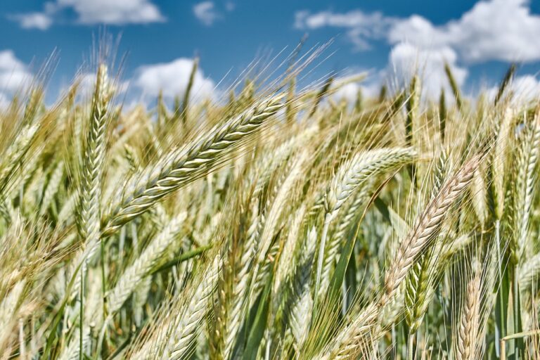 Ref. BRDE20190206002 Productor alemán de hierbas y especias busca socios para establecer acuerdos de fabricación