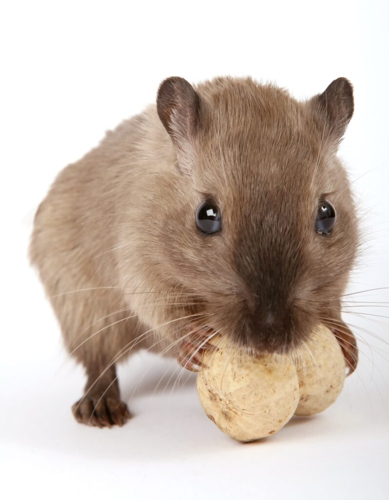 Ref. BORO20171127001 Productor rumano de piensos para animales busca intermediarios comerciales en la UE