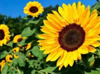 Ref. BRUK20180418001 Empresa británica busca proveedores de semillas de girasol
