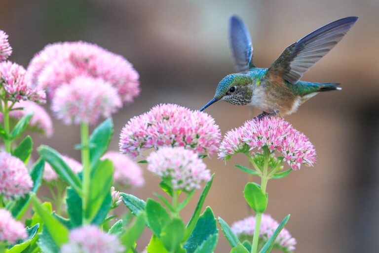 Ref. BRRO20181122001 Empresa rumana busca proveedores de flores cortadas y plantas de interior y exterior para establecer acuerdos de distribución