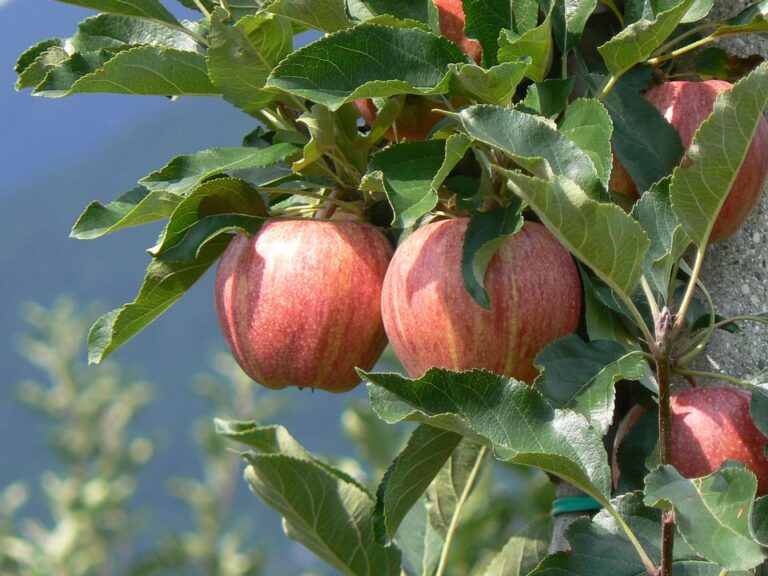 Ref: TOUK20190919001 - Solución basada en drones para predecir con exactitud la productividad de las cosechas de árboles frutales, como manzanos