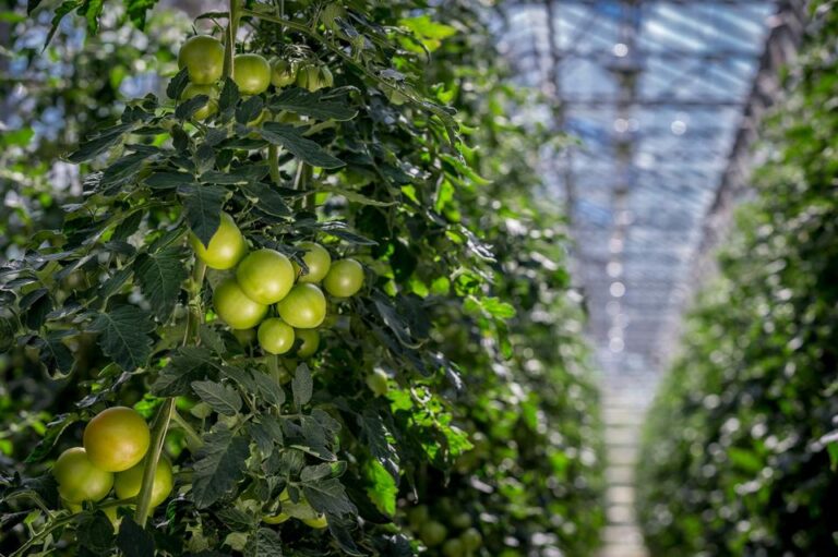 Ref: TRLV20191022001 - Escuela letona de formación profesional en horticultura busca tecnologías basadas en cámaras hiperespectrales para diagnosticar enfermedades de las plantas