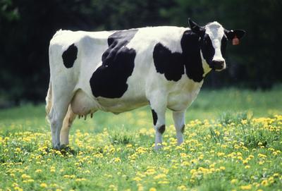 Oferta Tecnológica: Extracto natural soluble como agente de antibiopelícula bacteriana para tratar la mastitis en vacas lecheras