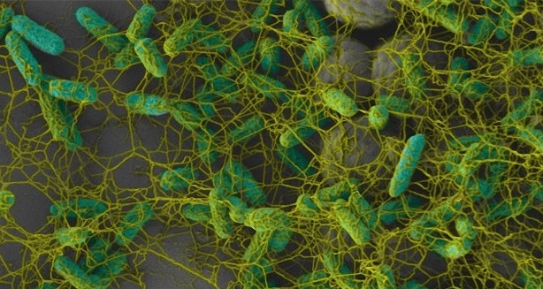 Ref: RDIT20170523001 - Empresa italiana busca socios de los sectores de bioestimulantes, cosméticos, alimentación y pinturas naturales con el fin de participar en un proyecto acelerador de crecimiento azul EU NEPTUNE