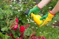 Ref. BRRO20160719001 Importador rumano de raticidas, insecticidas, repelentes y fertilizantes se ofrece como distribuidor de nuevos productos