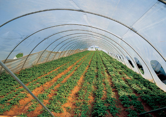 Ref: TORU20160621001 - Tecnología de cultivo de vegetales orgánicos en invernadero