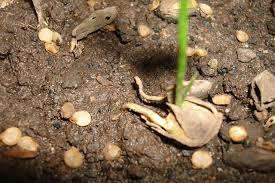 Ref. BORU20160816009 Empresa rusa especializada en fertilizantes orgánicos para producir alimentos naturales busca distribuidores
