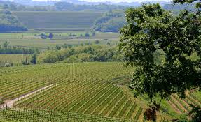 Ref. BOPT20161220001 Bodega portuguesa busca distribuidores
