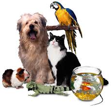 Ref. BRSE20180117001 Distribuidor sueco busca productos orgánicos/ecológicos para mascotas con el fin de lanzarlos al mercado sueco