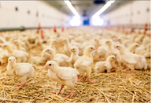 Ref: TOIT20210104002 - Sistemas de iluminación LED y software para la cría de pollos, conejos, cerdos y vacas