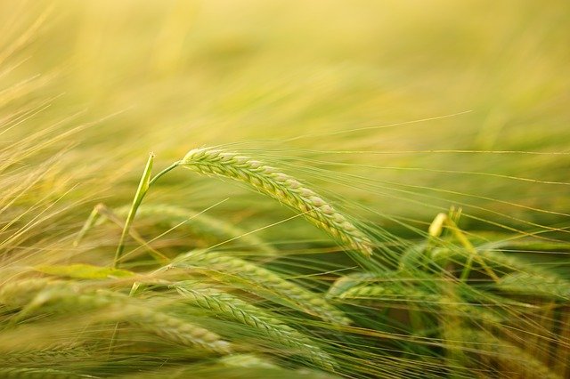 Convocatoria de propuestas 2021: Subvenciones a programas SIMPLES de promoción relativos a productos agrícolas ejecutados en el mercado interior y en terceros países con el fin de restablecer la situación del mercado de conformidad con el Reglamento (UE) n.0 1144/2014