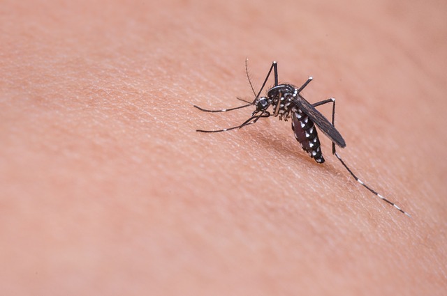 Ref. TOIT20210622001 Startup italiana ofrece método de señuelo y eliminación de pesticidas y semioquímicos para el control del mosquito tigre basado en el principio biomimético y el uso de biomateriales